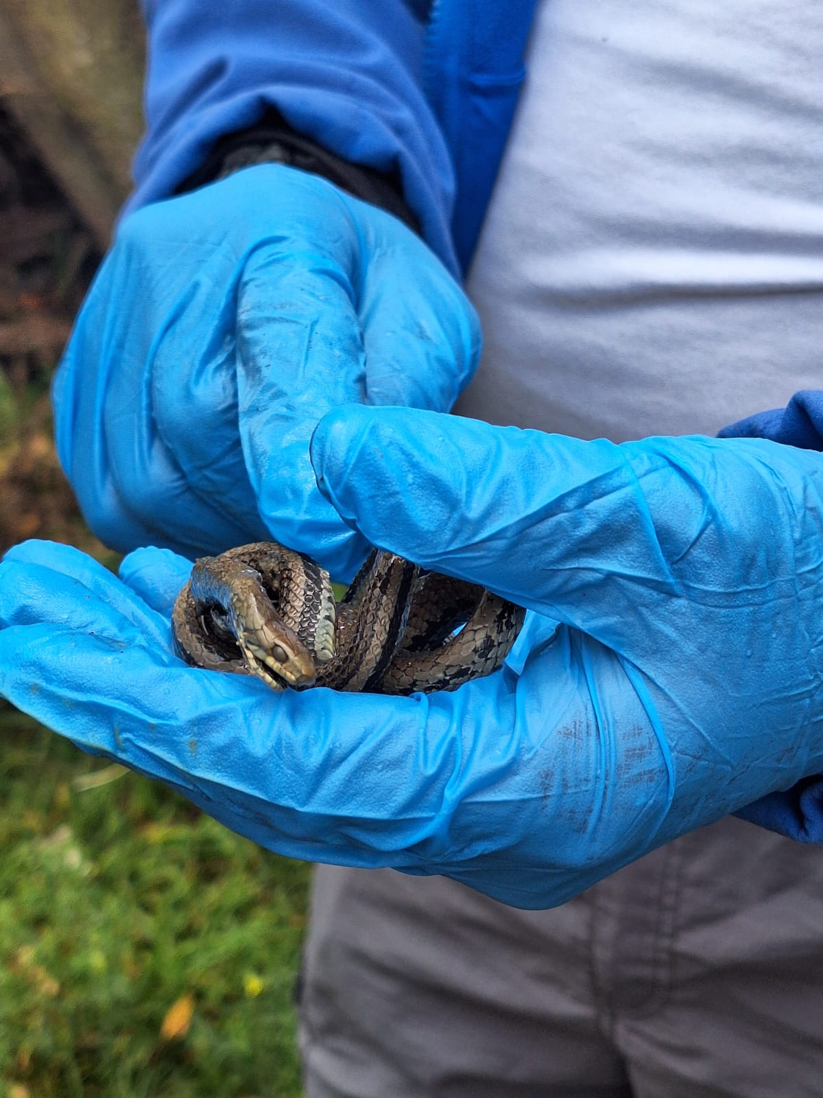NUEVA ESPECIE DE CULEBRA IDENTIFICADA EN LA PARROQUIA PICAIHUA